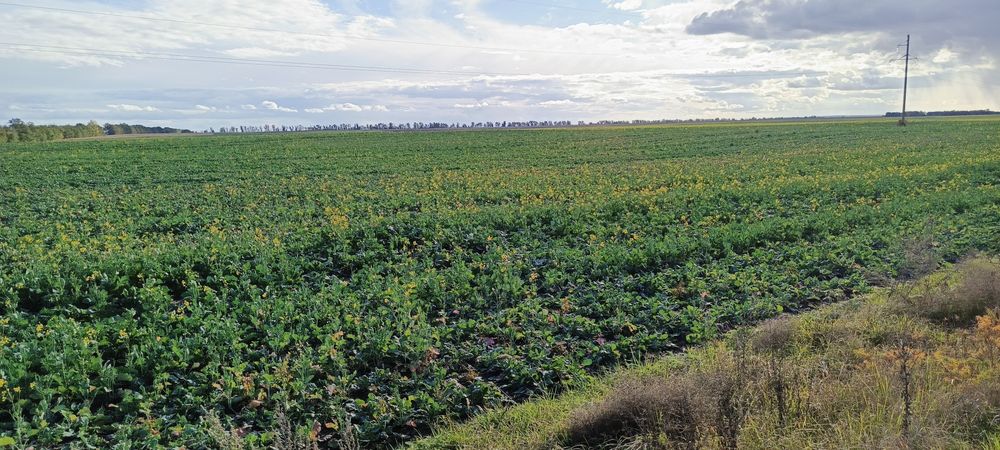 Продам агропідприємство Кіровоград