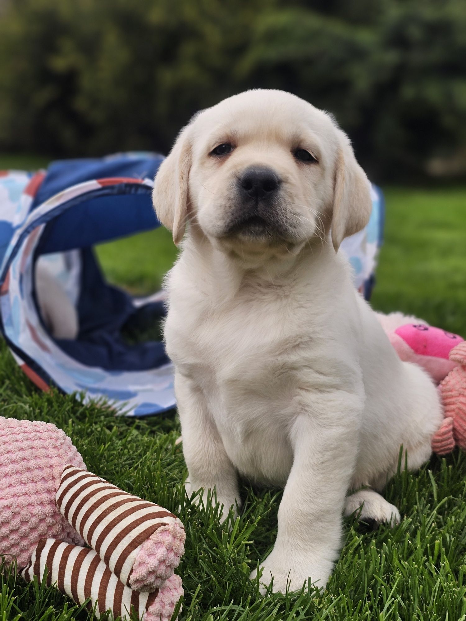 Żółty pies Labrador retriever