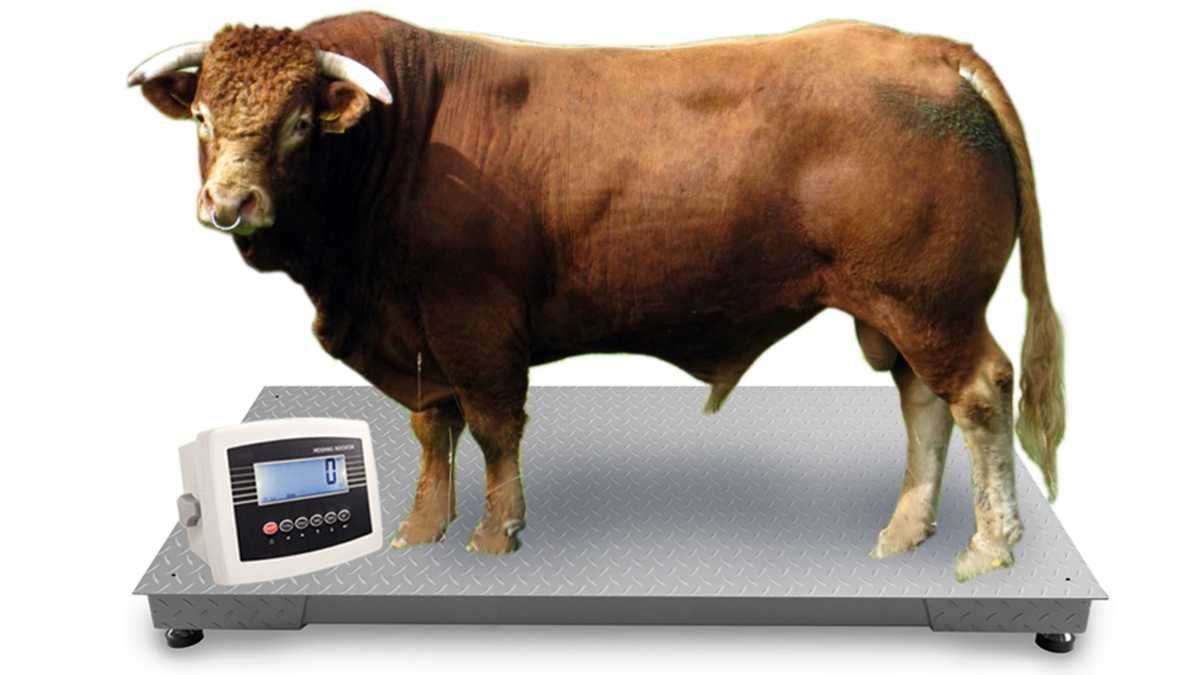Rolnicza Waga Inwentarzowa 1,2x2,2m 5T 5000kg Bydła Krów Byków Świń