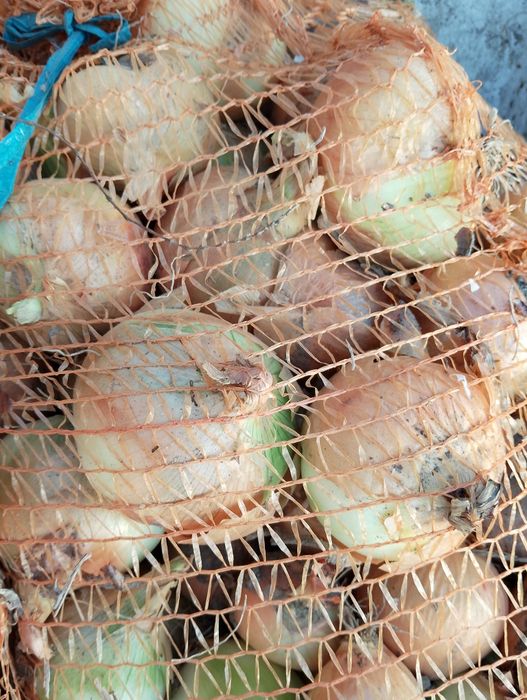 Cebula cebula zimowa