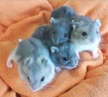 Джунгарские хомячки, хомячата, хомяки, хомяк, карликовые, джунгарики