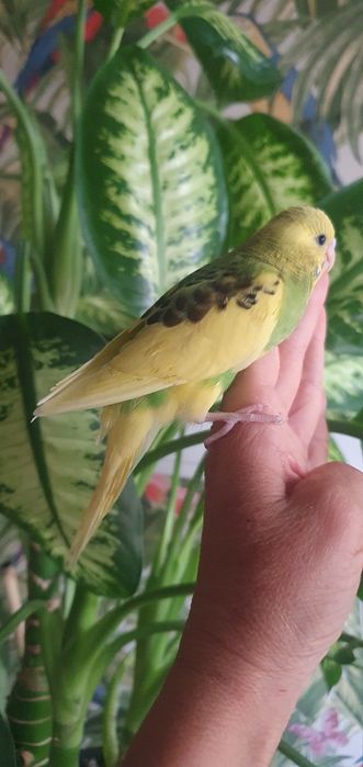 Caturras criadas à não