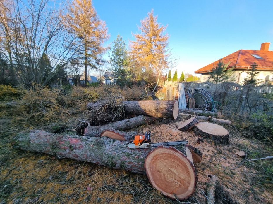 Modrzew pień tartaczny