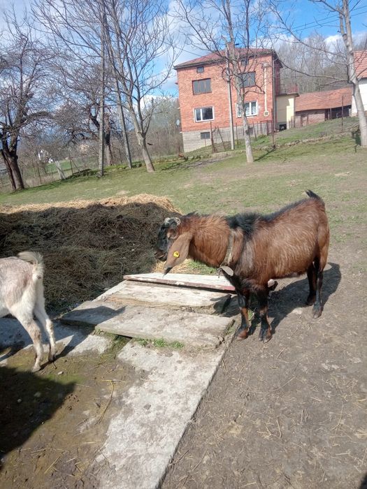 Cap anglolubijski