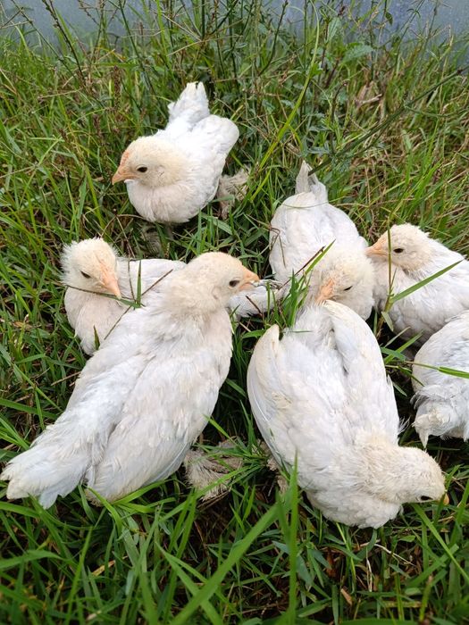 Pintos calçada holandesa