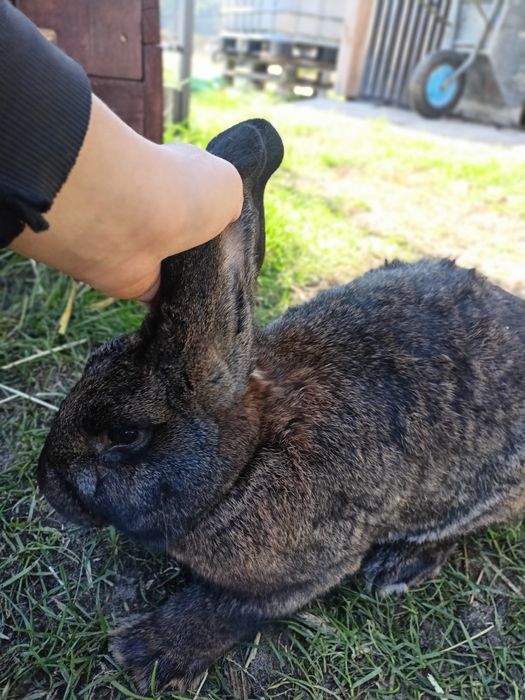 Młode Króliki mieszańce