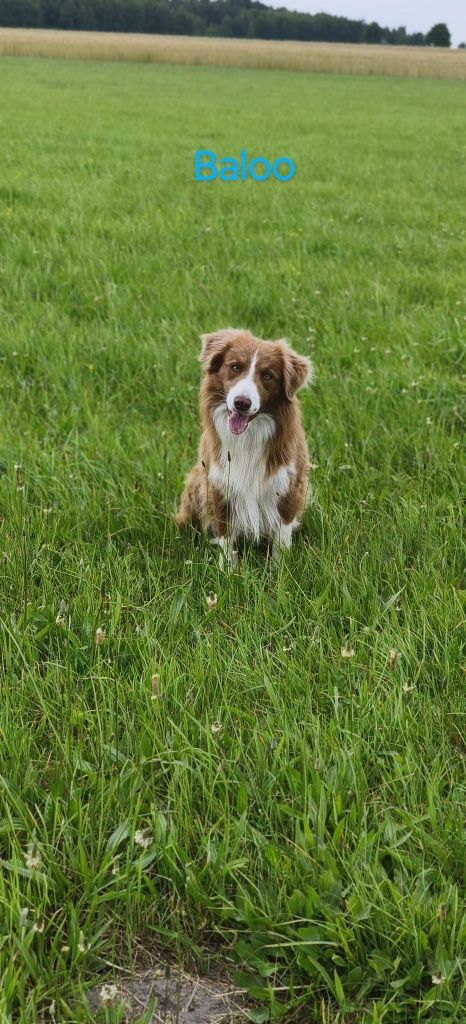 Border collie piesek czekoladowo biały do odbioru