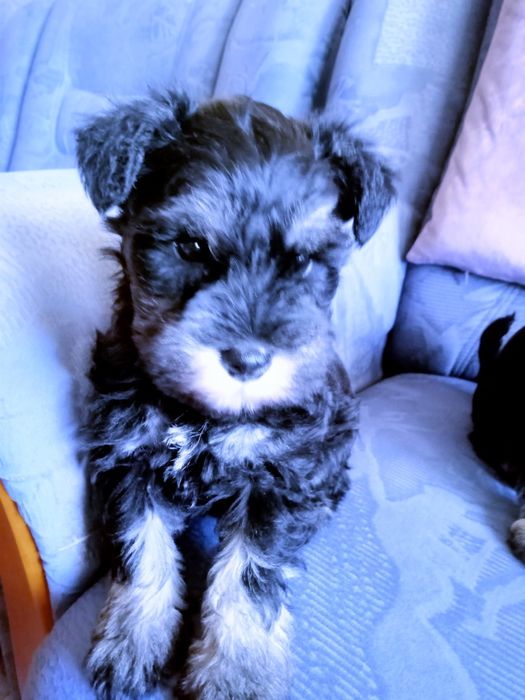 Sznaucer miniaturowy czarno-srebne z rodowodem sunia