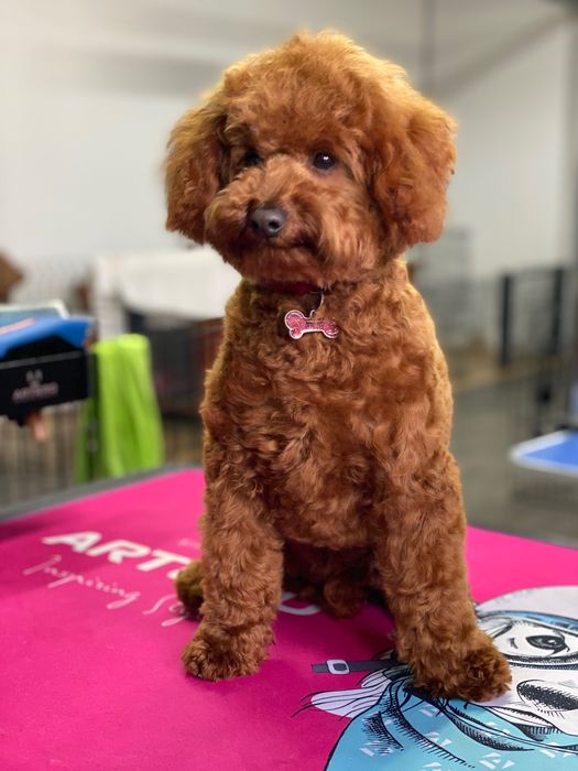 Lindos meninos de caniche toy e mini toy para ACASALAR!!!