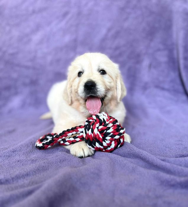 Kremowy piesek Golden retriever| ZKwP/FCI |Rodzice wolni od dysplazji