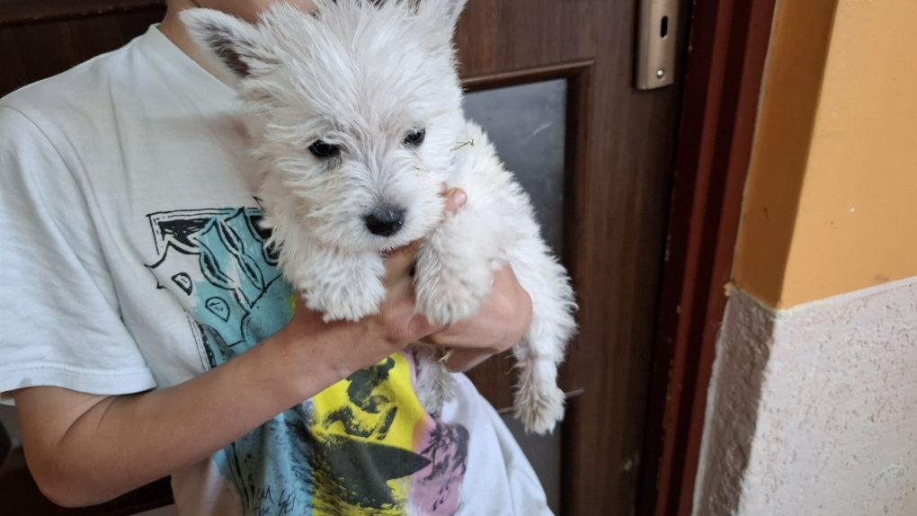 West highland white terrier