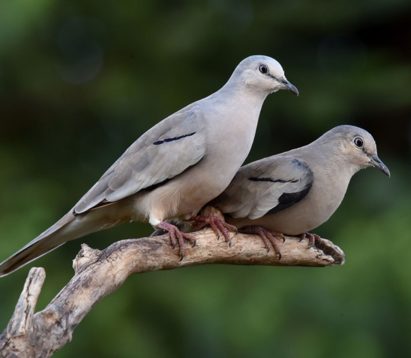 Casal rola picui
