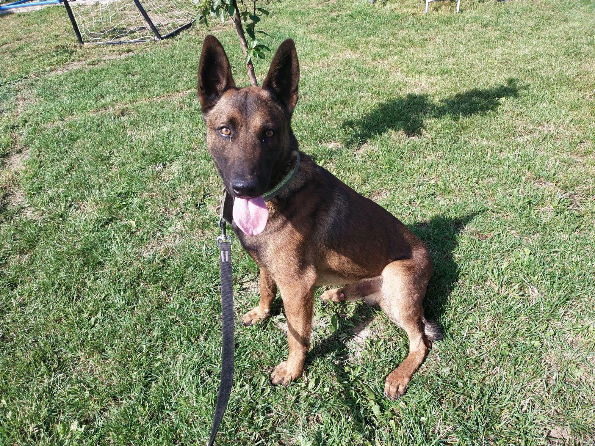 Owczarek belgijski malinois pies