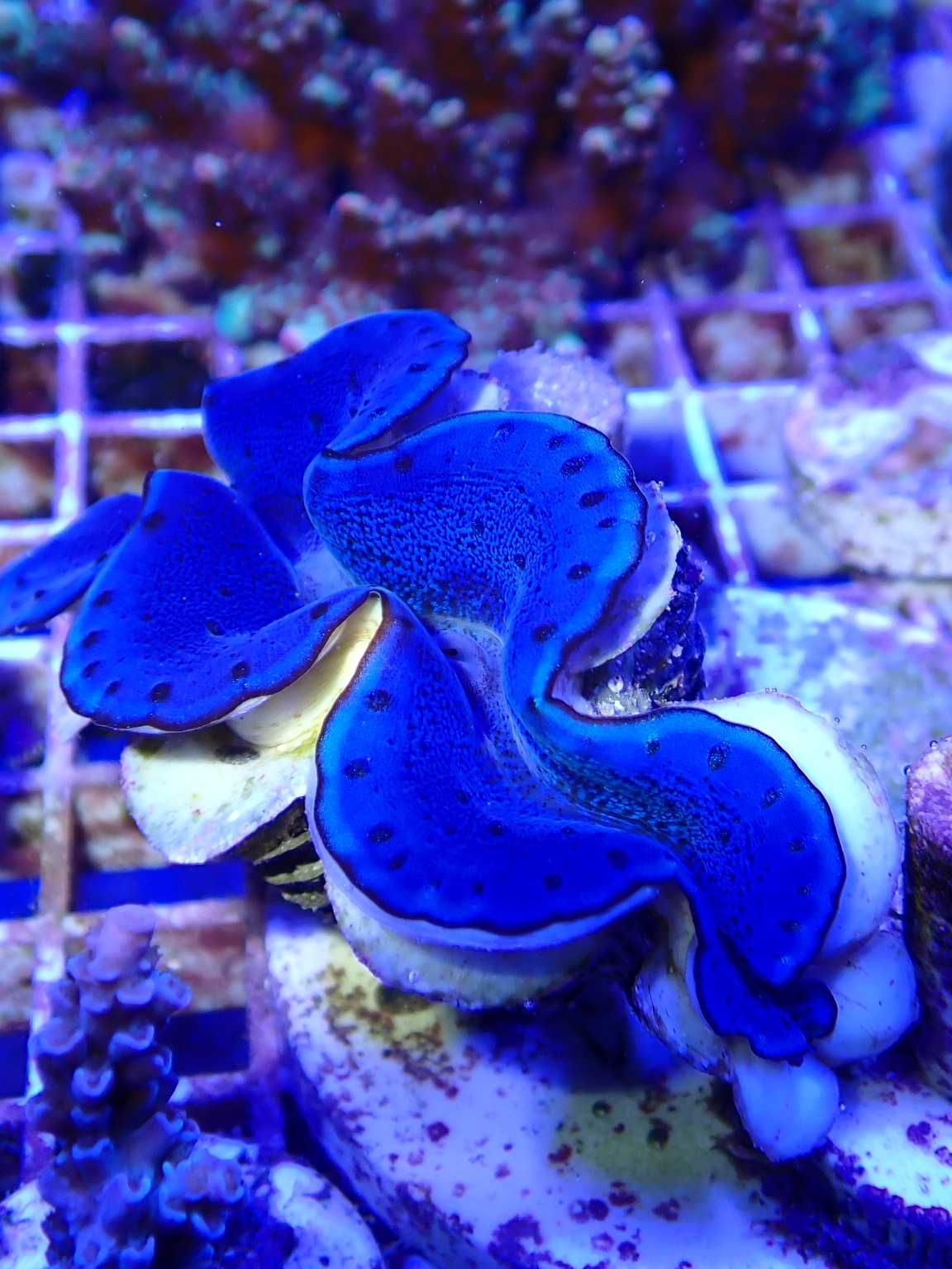 Małża Tridacna Maxima