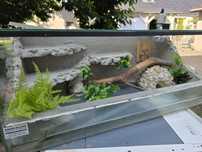 Terrarium, terrarium dla gekona
