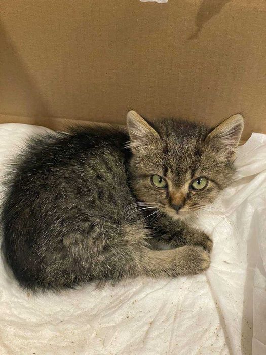 Кошеня у добрі руки!