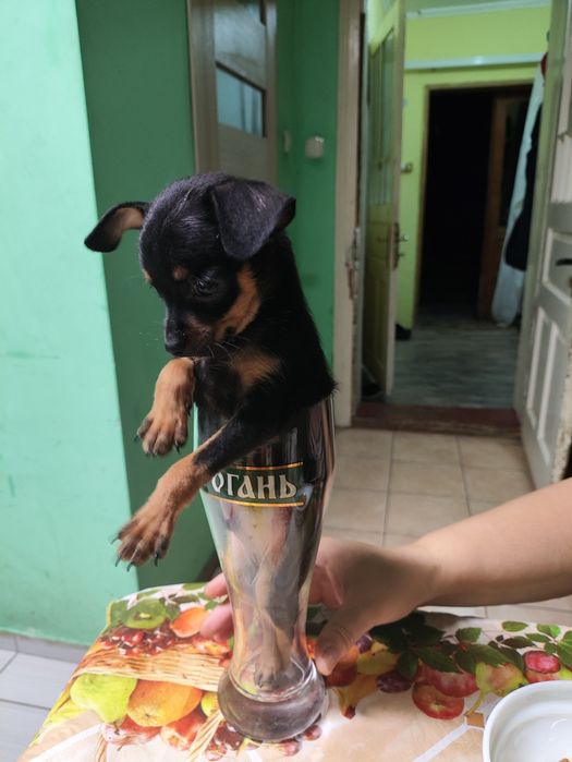 Шукаємо чисто кровнго міні той терераа девочку для вязкі