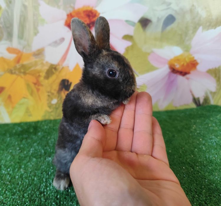 PIĘKNY Mini Rex królik miniaturka karzełek