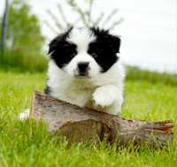 Szczenię border collie - po wspaniałych rodzicach