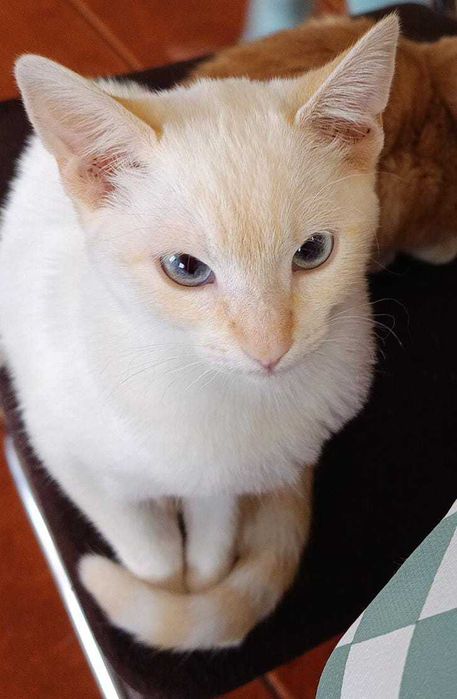 Gatinha para adoção responsável