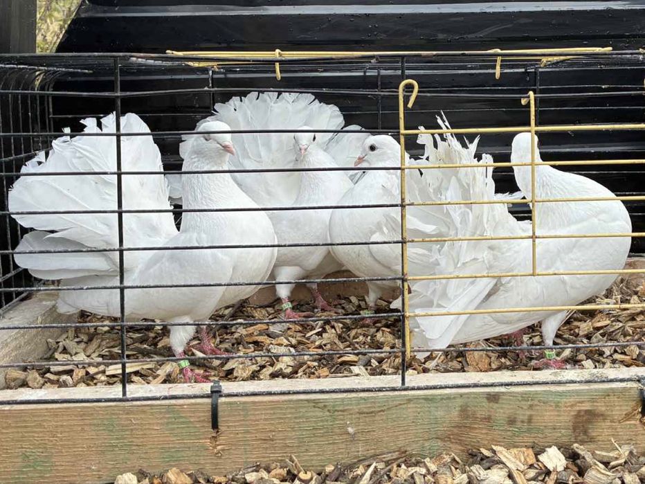 Gołębie ozdobne pawiki