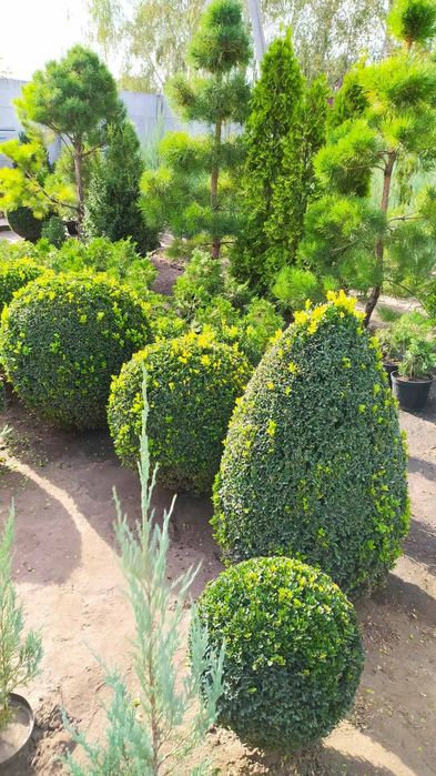 продам самшит стриженый в виде шара. можжевельник блю эрроу. туи