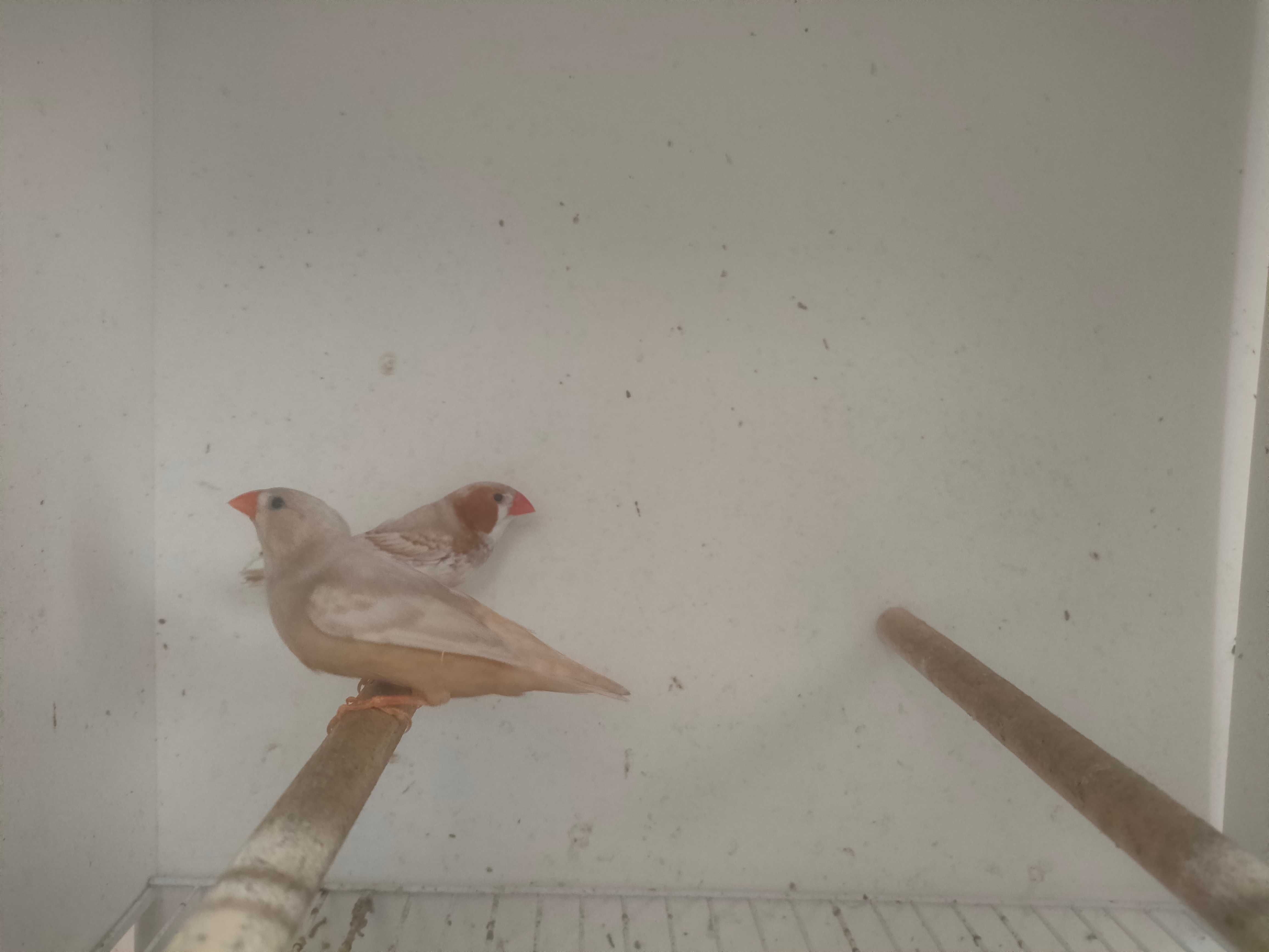 Casal de mandarins