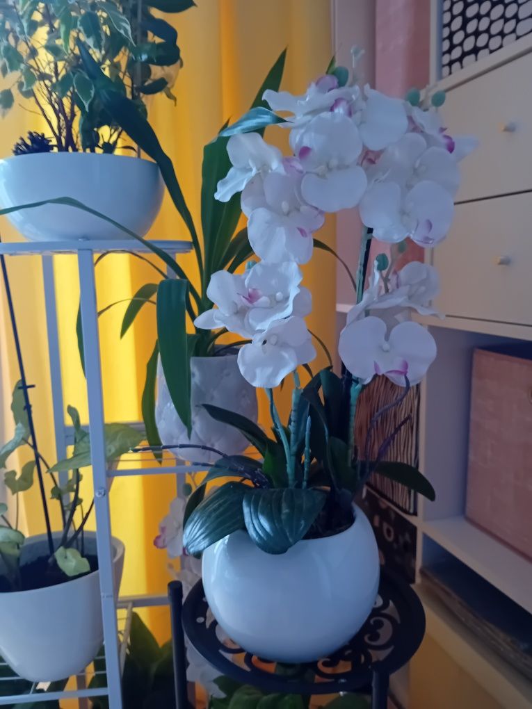 Orchidea storczyk doniczka porcelana