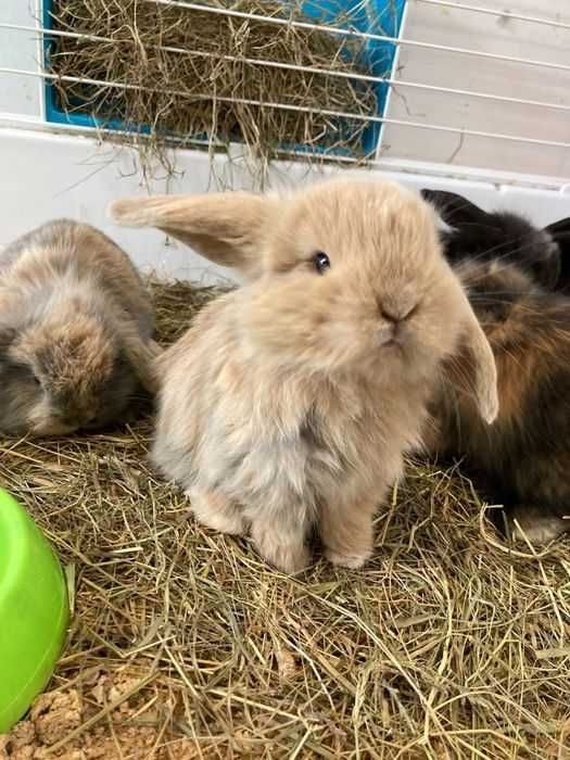 Coelhos Anões belier , orelhudos , mini loop ( LOJA ESPECIALIZADA )