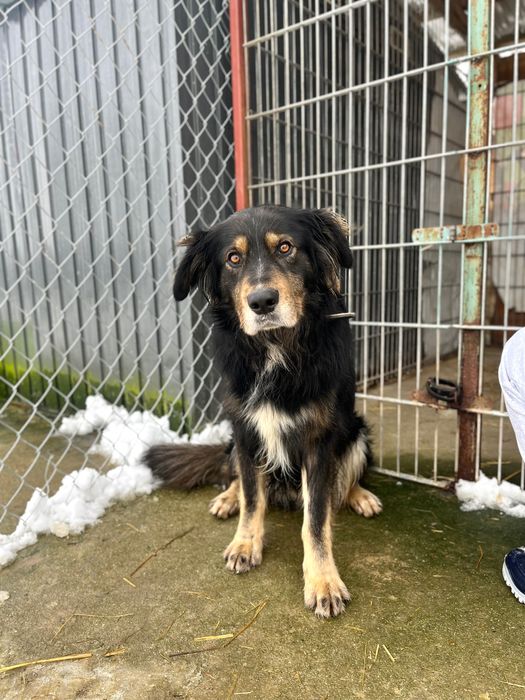 Porzucony Ares szuka swojego człowieka!!