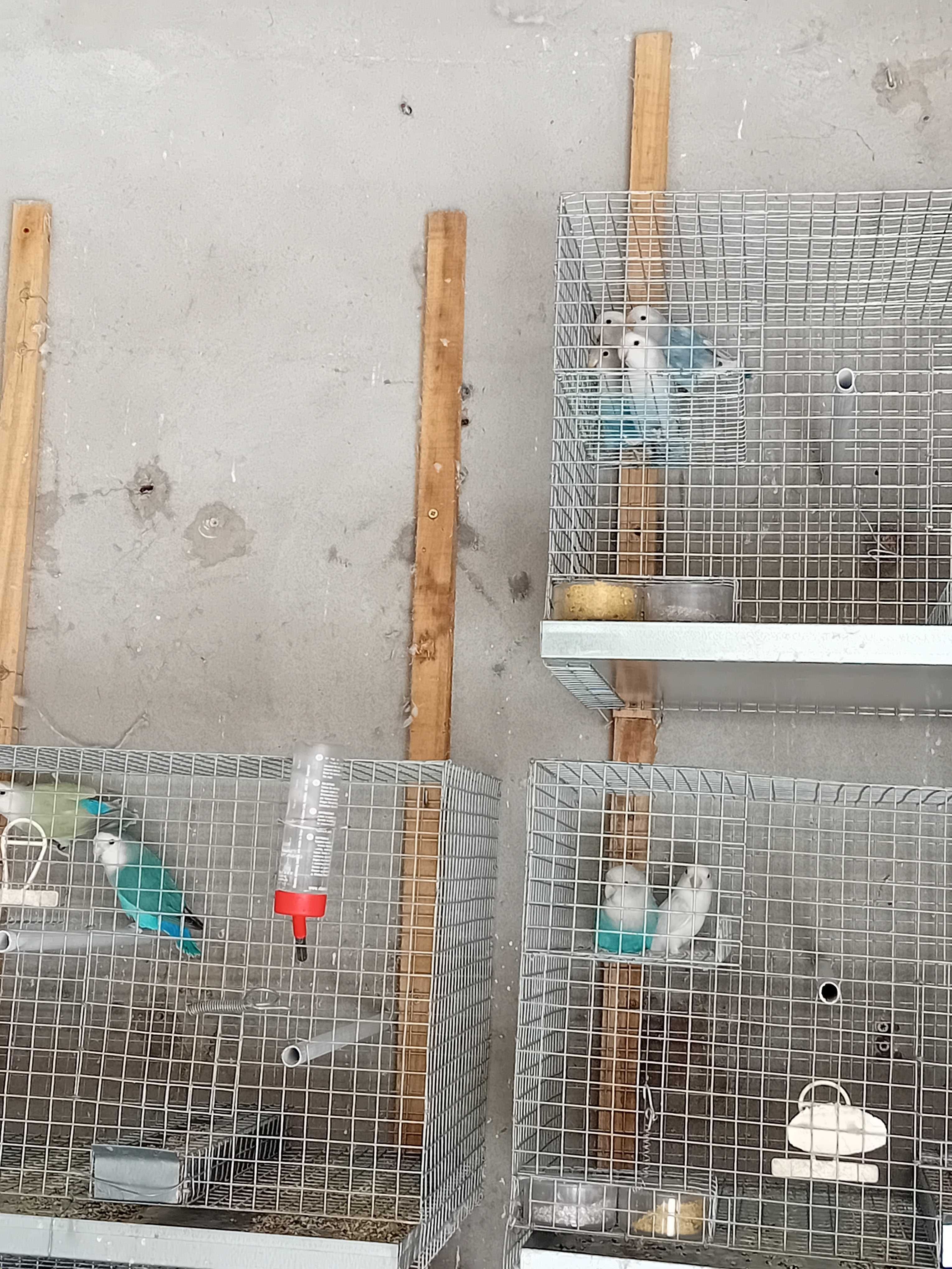 Vendo gaiolas com um casal de agaponis
