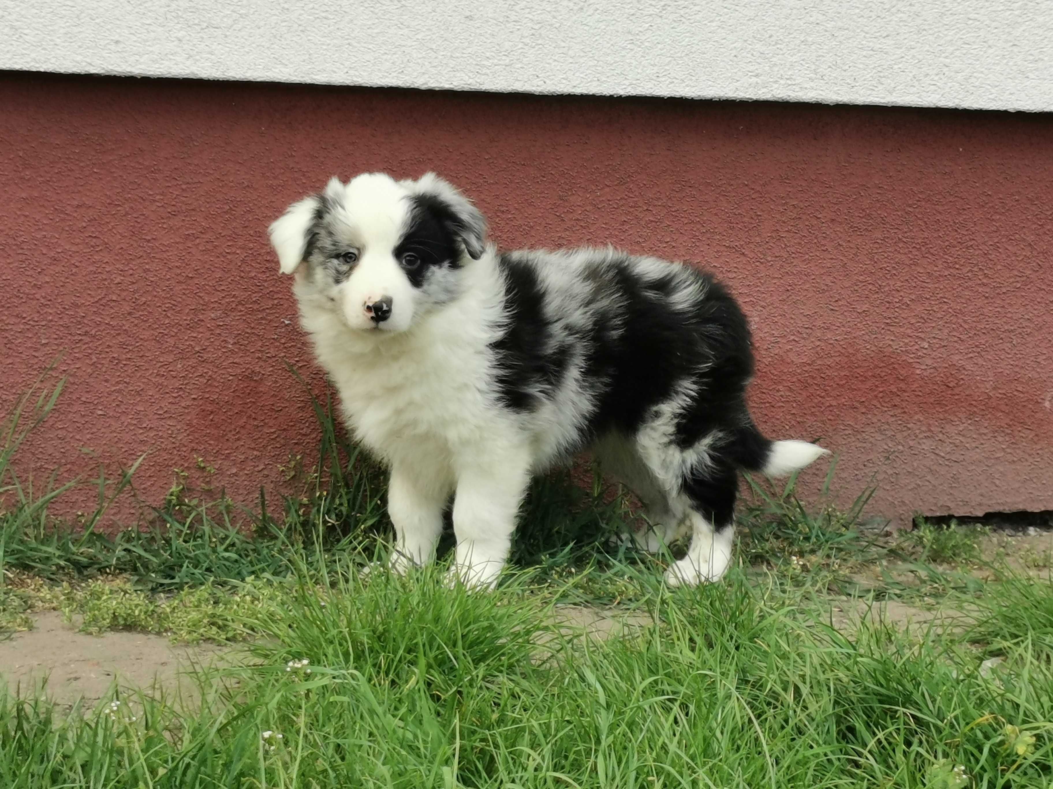 Border collie piesek blue merle