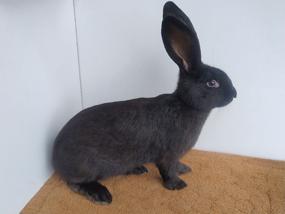 Продам кролів породи Строкач НСВ