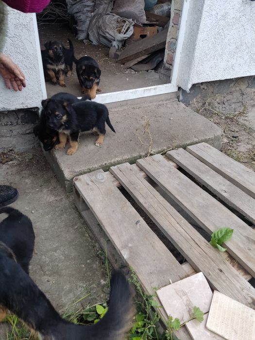 Продам цуценят німецької вівчарки