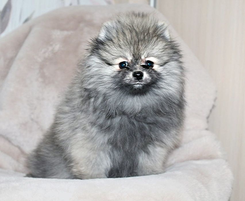 Розкішні міні  шпіцулі