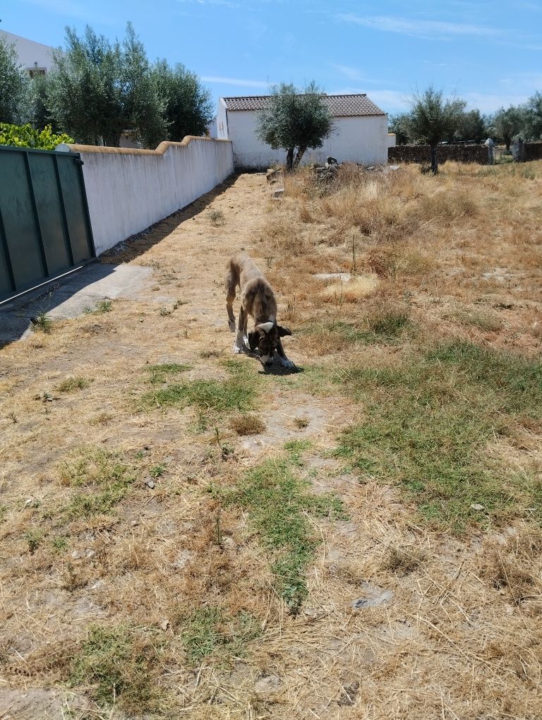 Cachorro com 7 meses