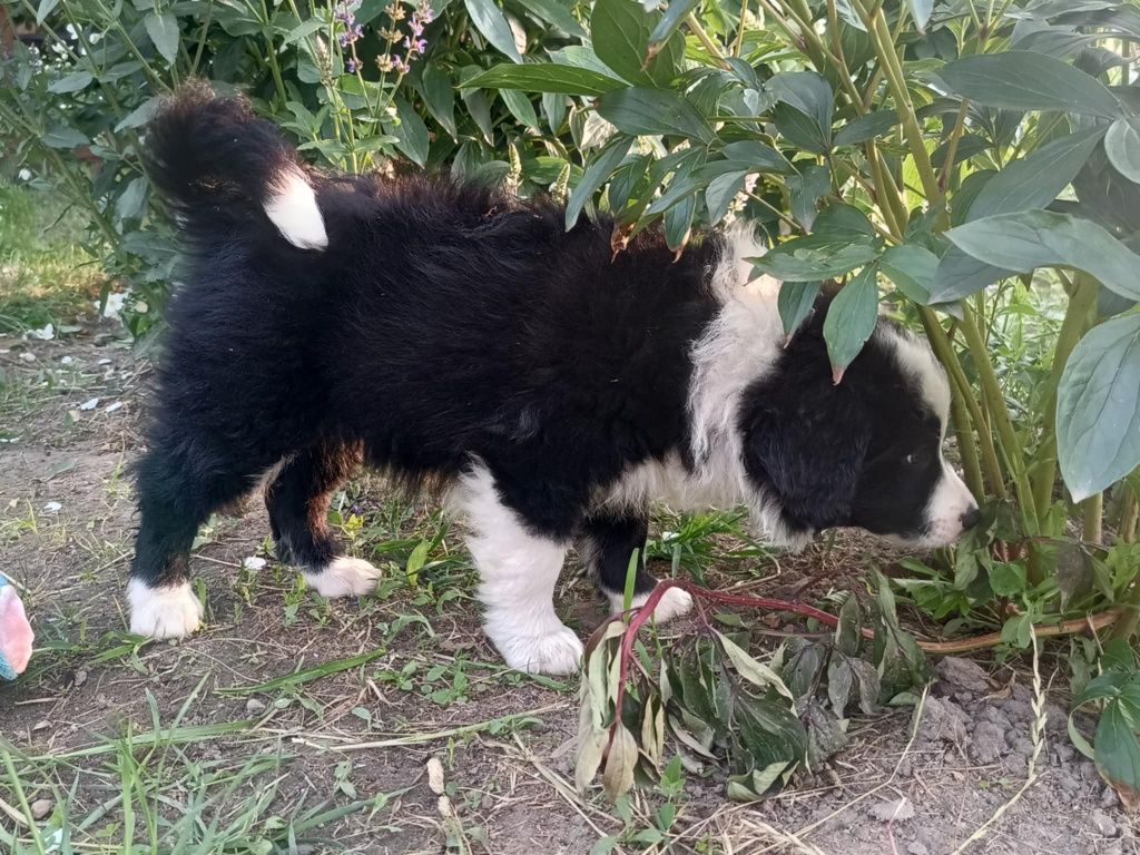 Piesek Border Collie