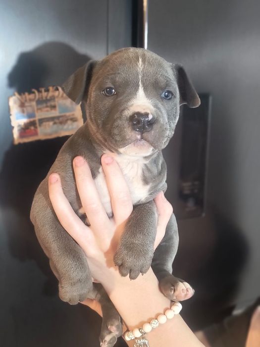 Amstaff Stafford terier gotowe do odbioru