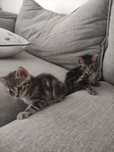 Gatinhos para adoção