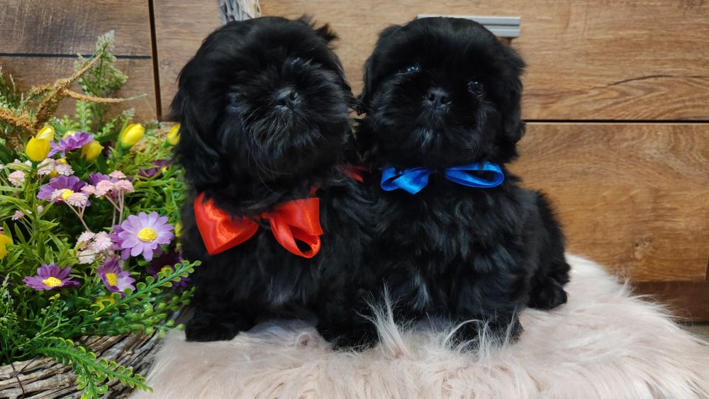 SHIH -TZU rodowodowa sunia