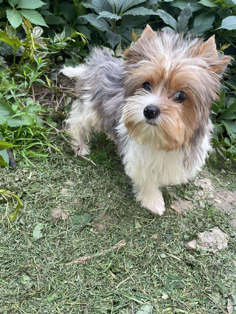 Blueberry yorkshire terrier suczka biewer  niebieskie oko