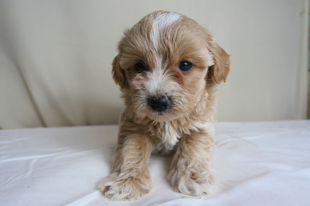 Maltipoo- Piękna suczka F1.