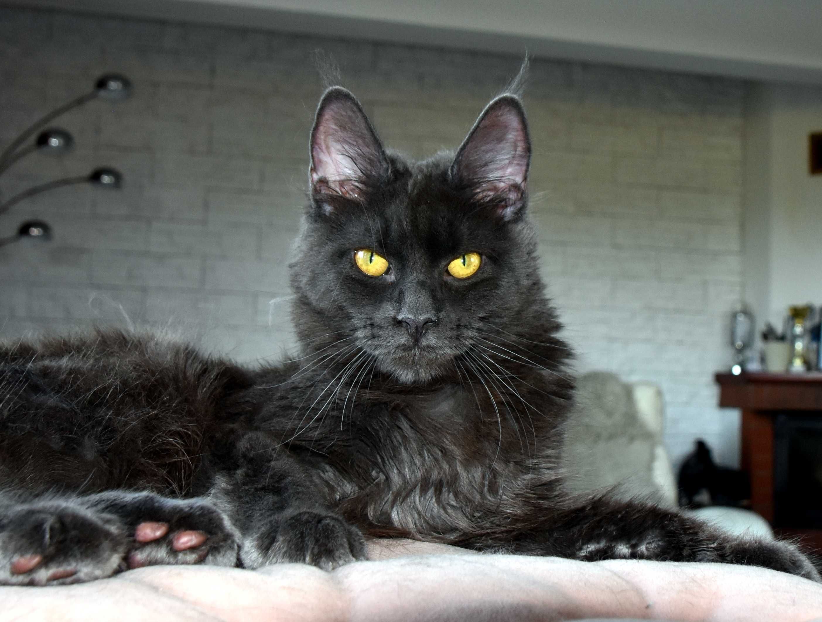 kotka niebieska Maine Coon - 7 mies
