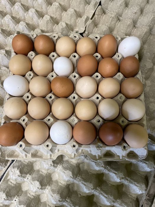 Jajka wiejskie wolny wybieg Dostawa