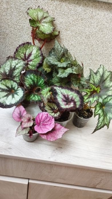 Набір з 6 діток декоративно-листових бегоній