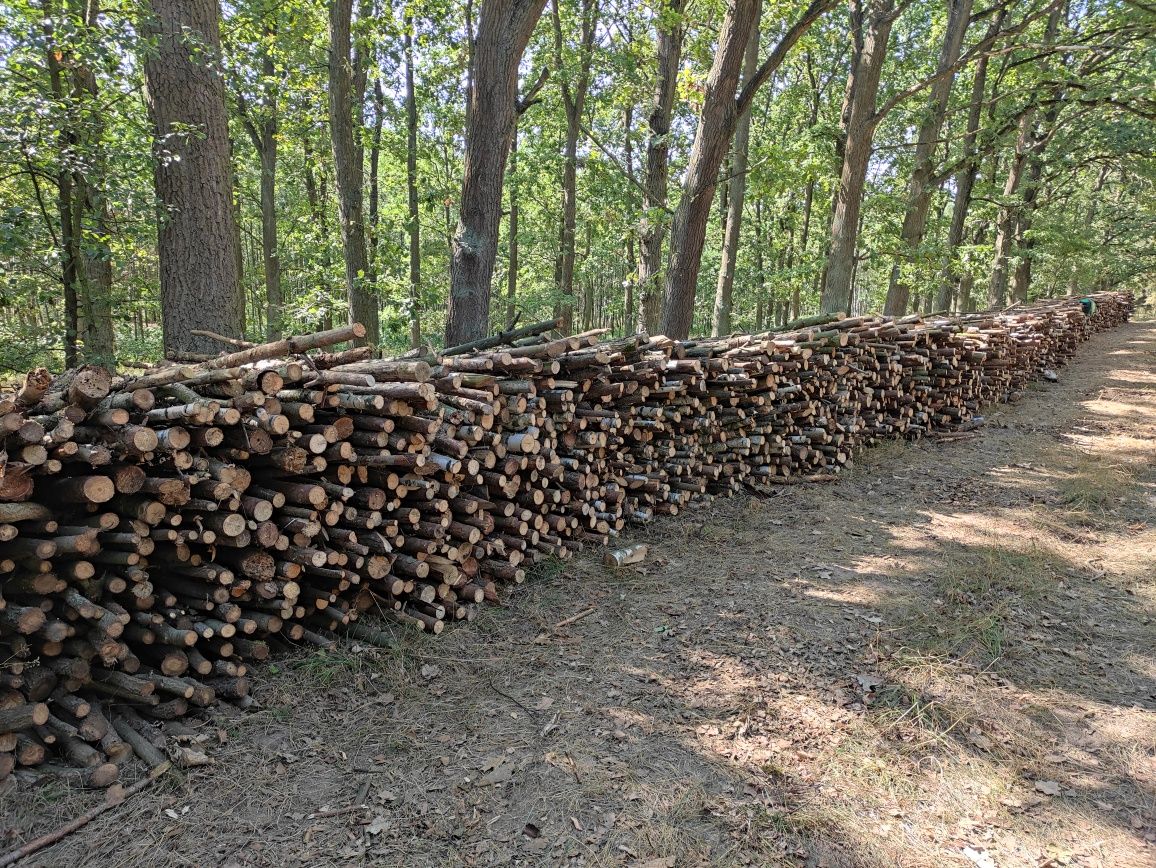 Drewno opałowe Sosna (wałki)