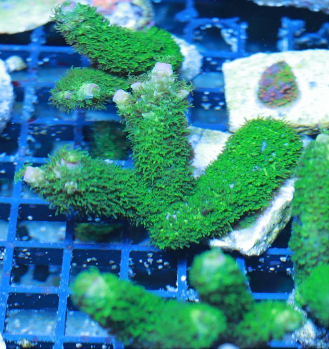 Acropora Green Zielona Szczepka Sps  FLUOLAMPS.PL WYSYŁKI