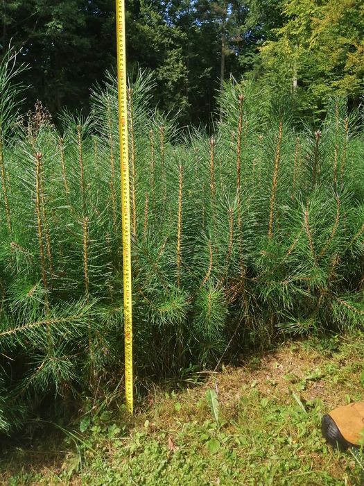 Sosna pospolita 2-i 3-letnia - sadzonki ze szkółki leśnej.
