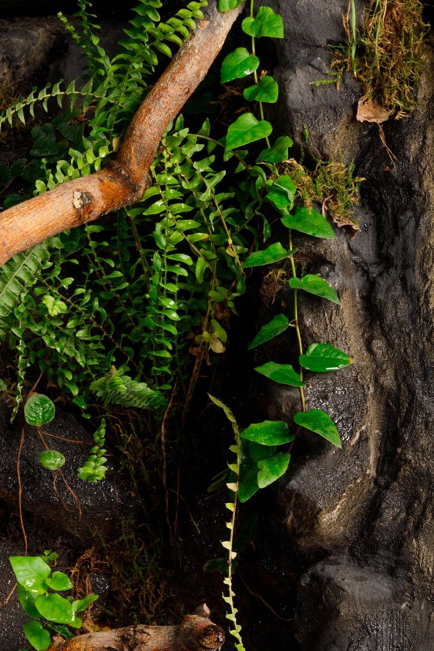 Terrarium tropikalne