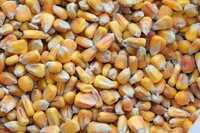 Kukurydza  sucha zbiór 2023. Możliwość dowozu